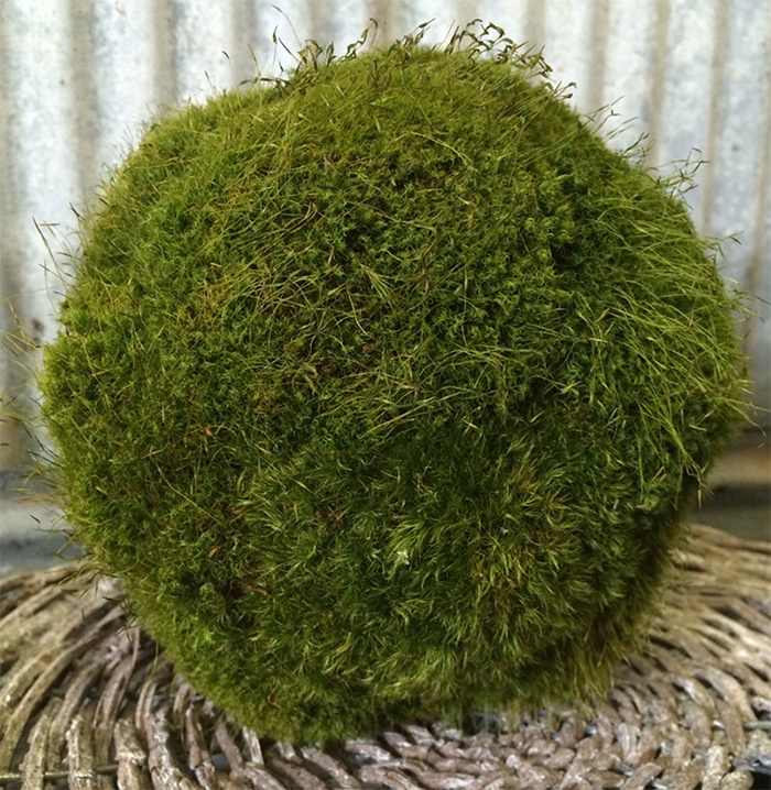 9 inch   Preserved Moss Ball